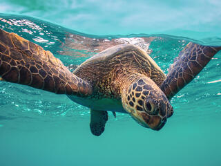 Turtle swimming