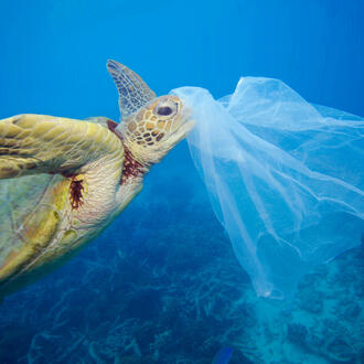 A turtle swims toward a plastic bag