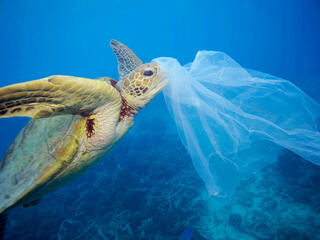 A turtle swims toward a plastic bag