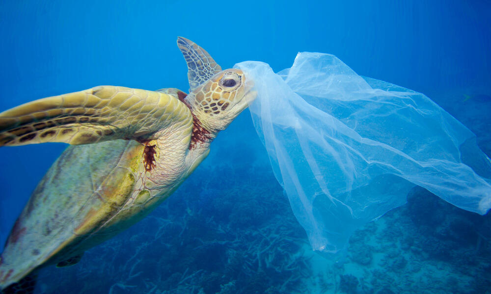 A turtle swims toward a plastic bag