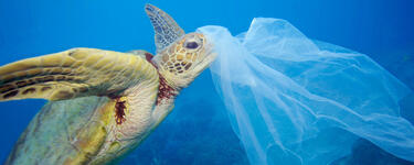 A turtle swims toward a plastic bag