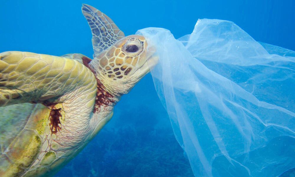 Que Comen Las Tortugas Marinas Bolsas De Plastico Desafortunadamente Historias Descubre Wwf