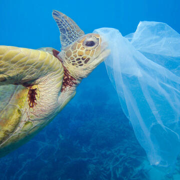 A turtle swims toward a plastic bag