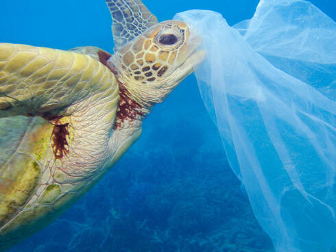 A turtle swims toward a plastic bag