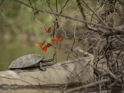 Turtle with butterflies, Tambopata River, Peru