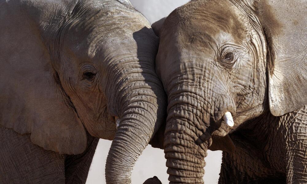 elephants stand close together