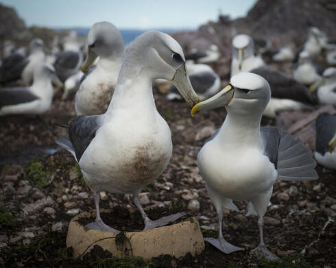 Two albatross touching beaks