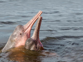 Two Amazon river dolphins lift their heads out of the water close to one another