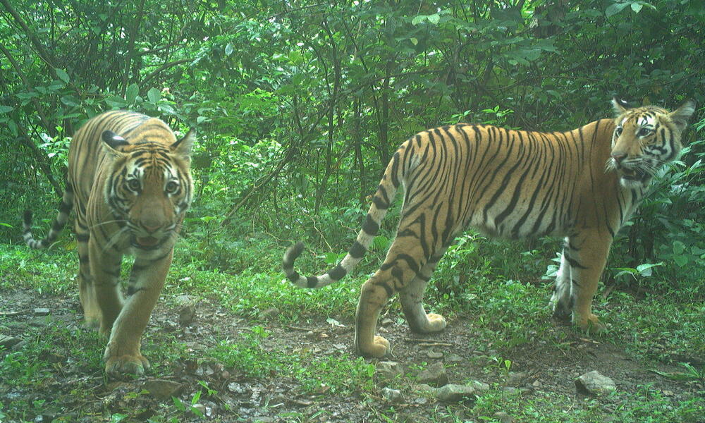 Two Bhutan Tigers 