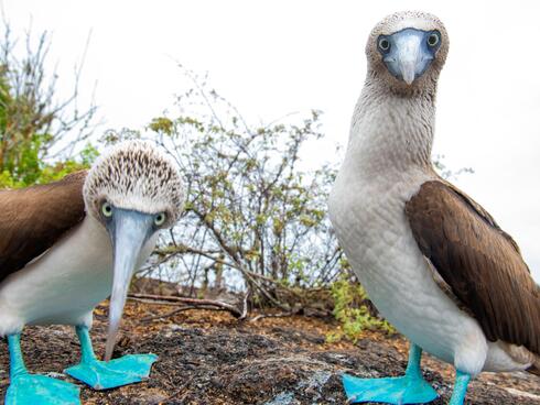 Blue-footed boobies in Los Tuneles on Isabela Island, Galapagos, Ecuador