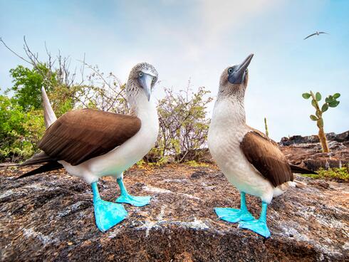 Blue-footed boobies in Los Tuneles on Isabela Island, Galapagos, Ecuador