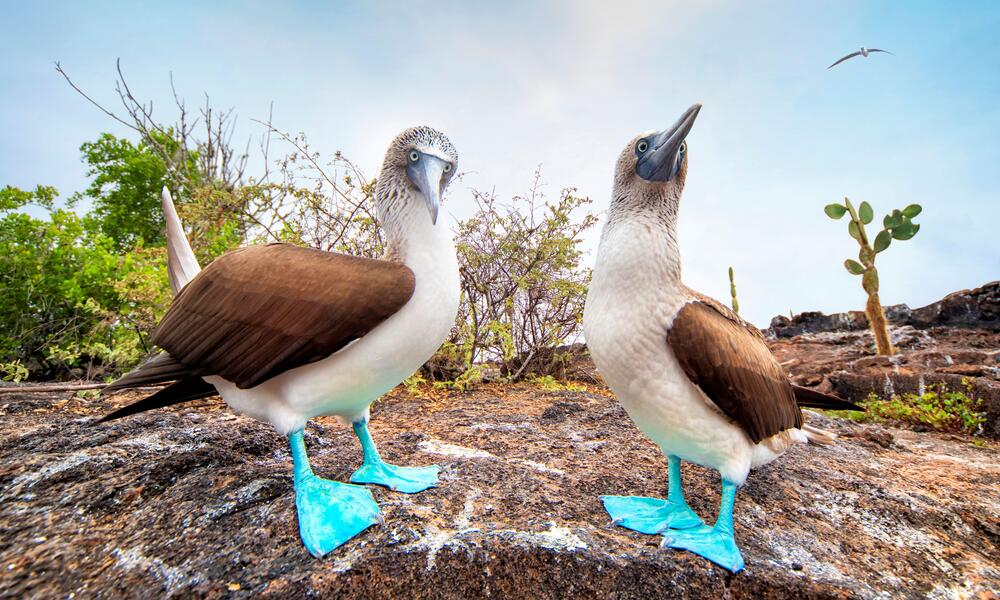 Curious Blue footed Booby Bird In Galapagos Islands Stock 40 OFF Curious Blue footed Booby Bird In Galapagos Islands Stock 40 OFF