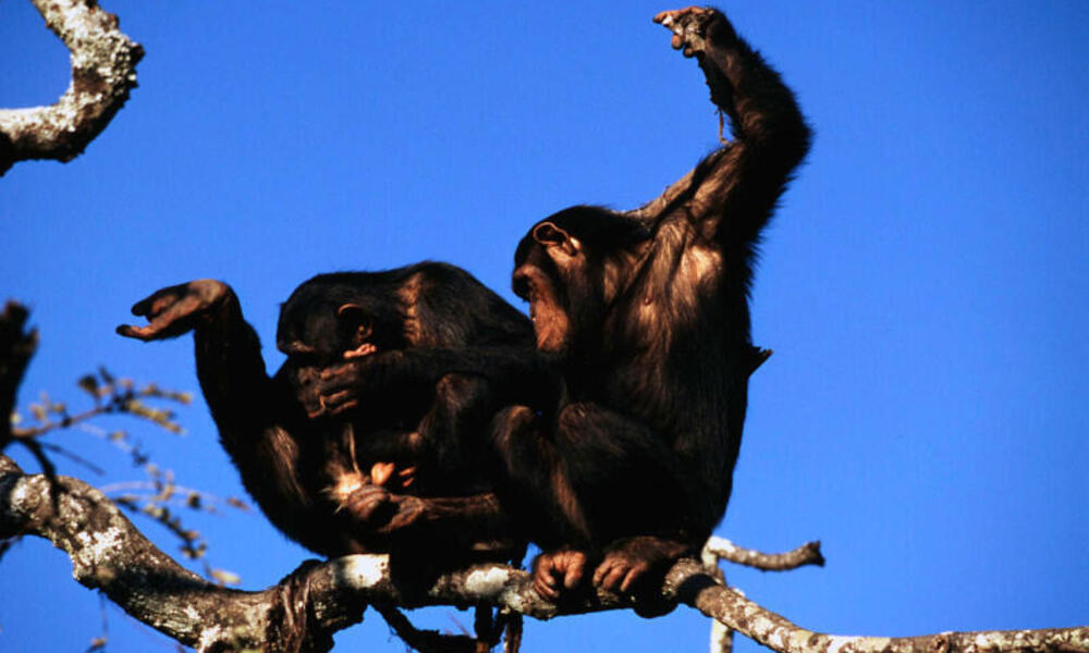 Two chimpanzees sit on a branch high up in a tree