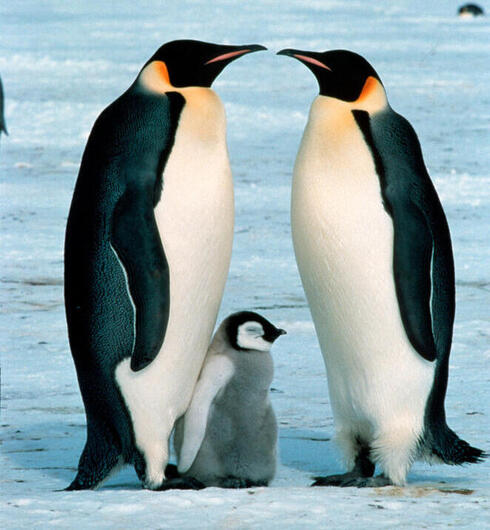Emperor penguin adults and chick, Antarctica