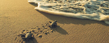 Two leatherback turtle hatchlings make their way along the sandy beach to the ocean