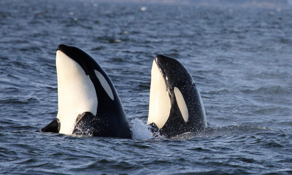 Close up of two northern resident Killer whales (Orcinus orca) surfacing in the waters off the central coast of British Columbia, Canada