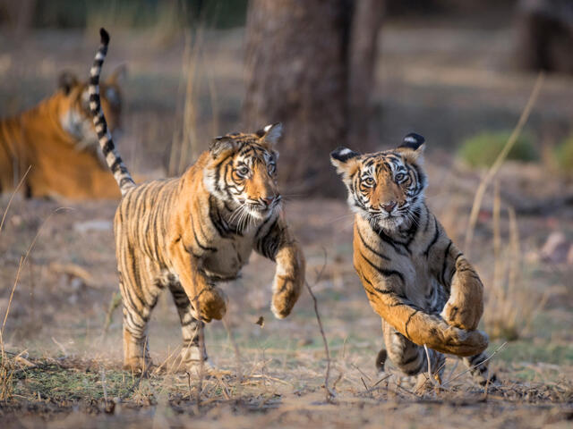 Two tiger cubs play together