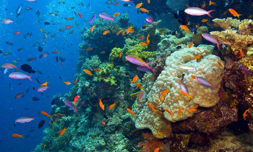 underwater in great barrier reef