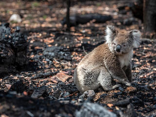 Koala on ground in burned landscape