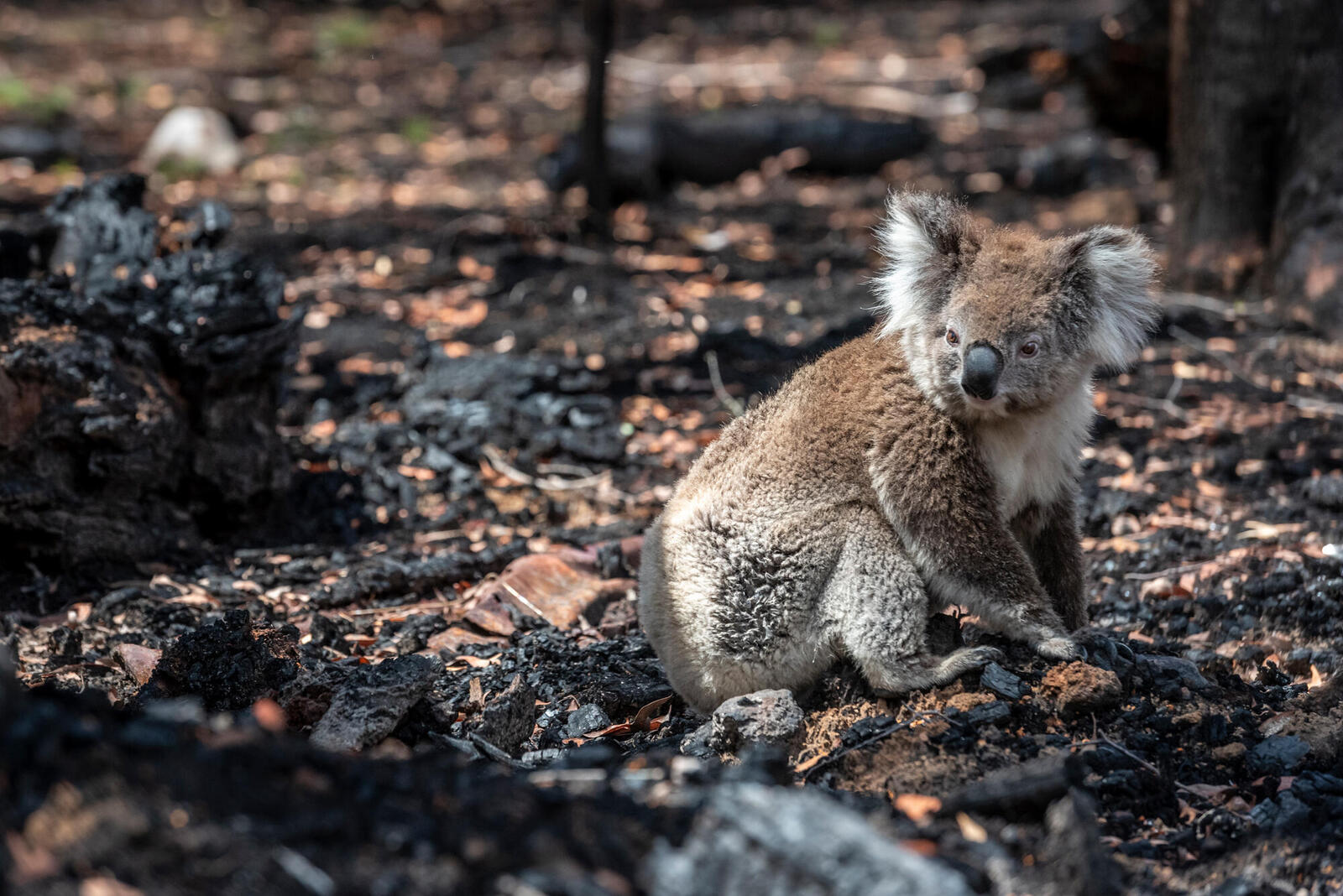Koala on ground in burned landscape