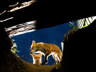 Two foxes viewed from inside a den