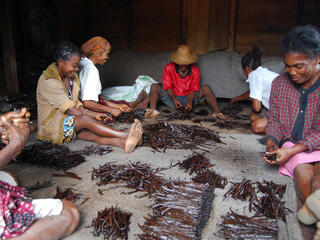 Vanilla farmers, Ambosihasina, Madagascar