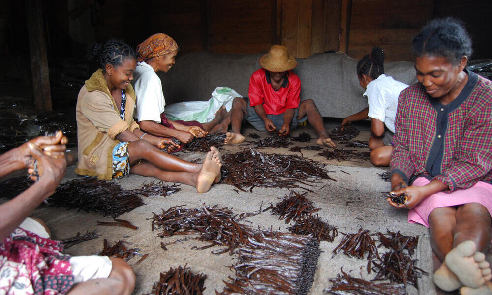 Vanilla farmers, Ambosihasina, Madagascar