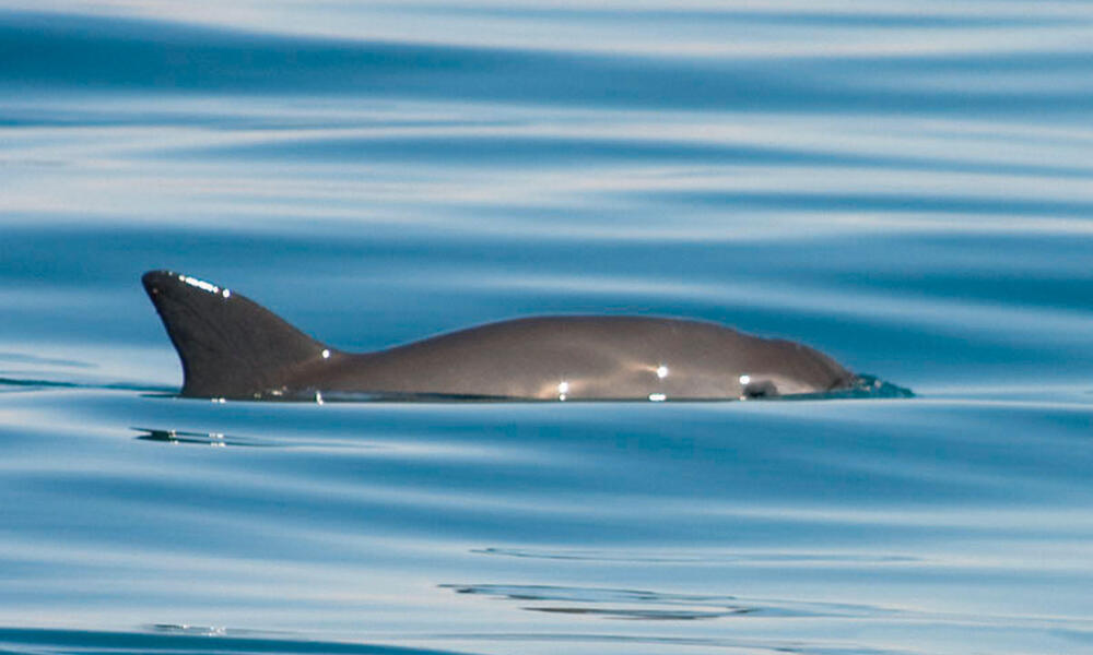 Vaquita, the most endangered animal on the planet
