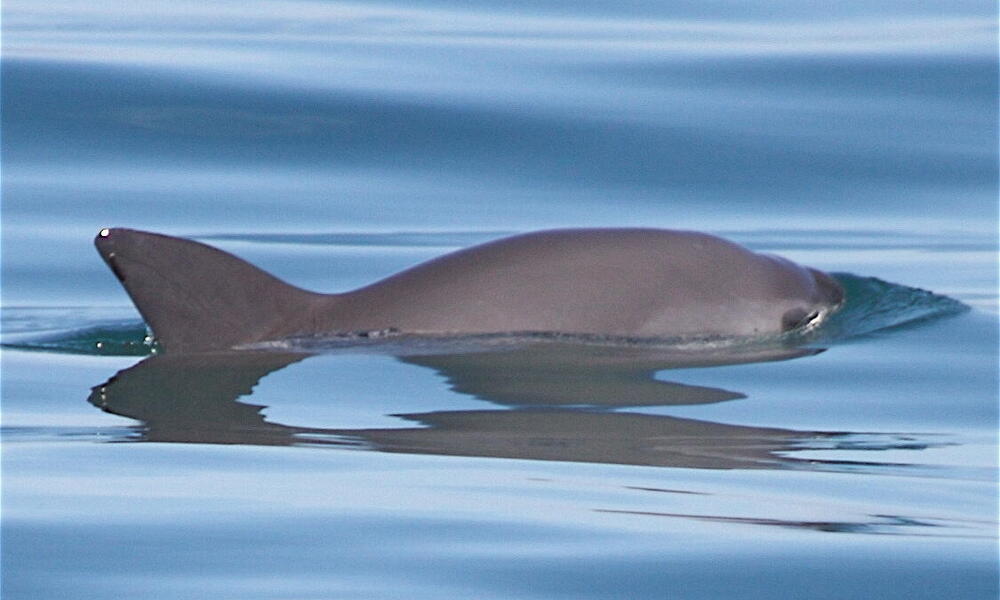 Vaquita fin