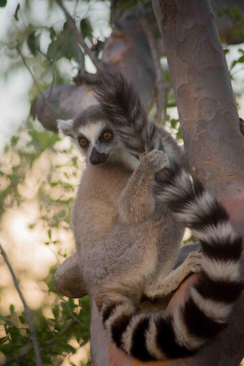 A ring-tailed lemur holds onto a tree trunk and looks into the distance