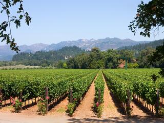 a vineyard in California