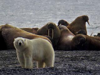 Polar Bear and Walrus