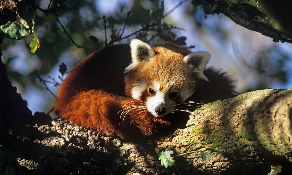 WAIF Red Panda