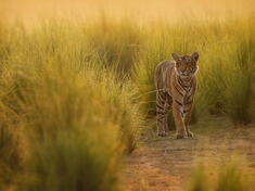 Tiger strolls in high grass
