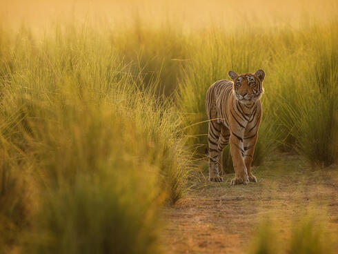 The Grand India Wildlife Adventure