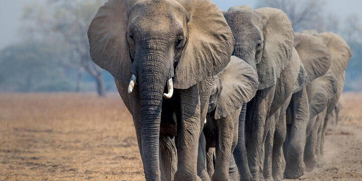 A herd of African elephants (Loxodonta africana) walking in line