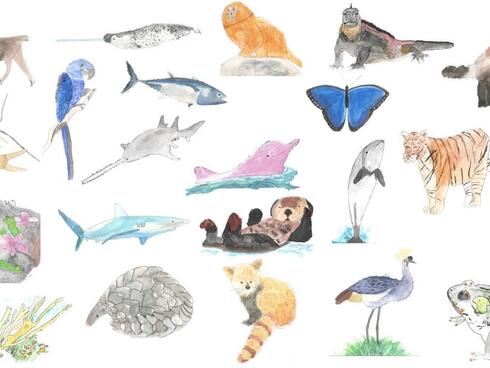 Bridget Berg Student Artwork - Various Animals
