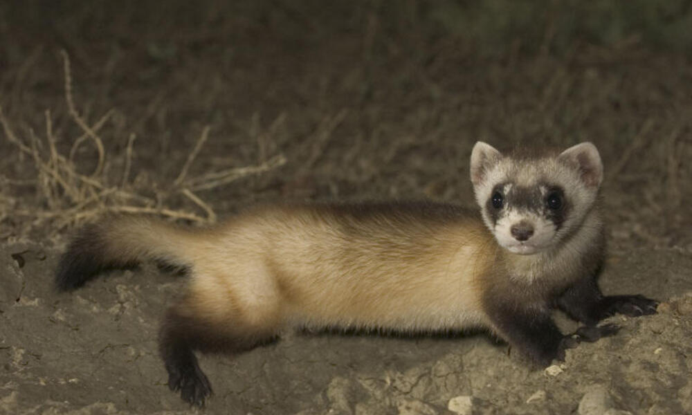 BlackFooted Ferret Facts The Masked Bandits of the Northern Great