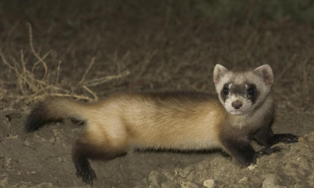 Baby Black Ferret