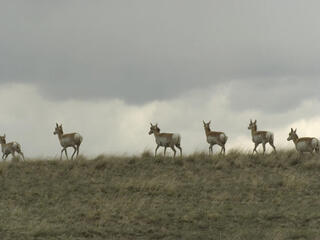 A small herd of pronghorn (Antilocapra americana) cross over a hilltop as a storm brews overhead. Montana, Northern Great Plains, United States