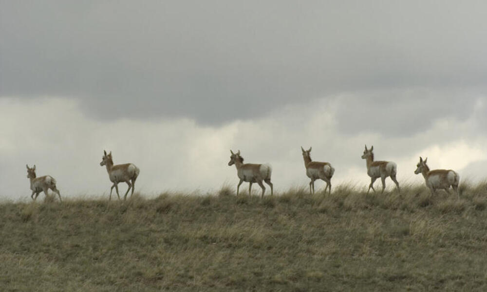 A small herd of pronghorn (Antilocapra americana) cross over a hilltop as a storm brews overhead. Montana, Northern Great Plains, United States