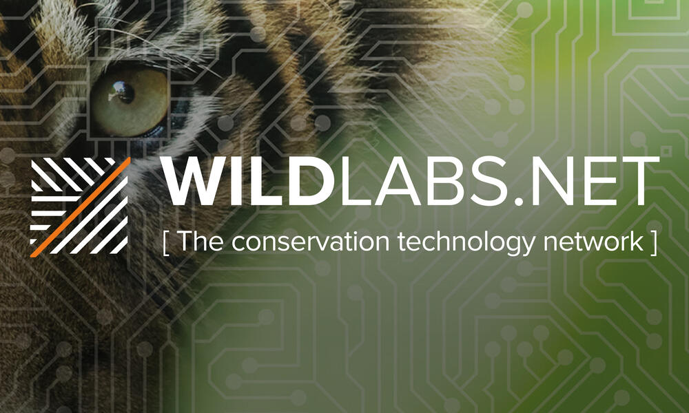 Wild 2025 for labs