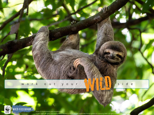 Cute sloth hanging on tree branch with funny face look