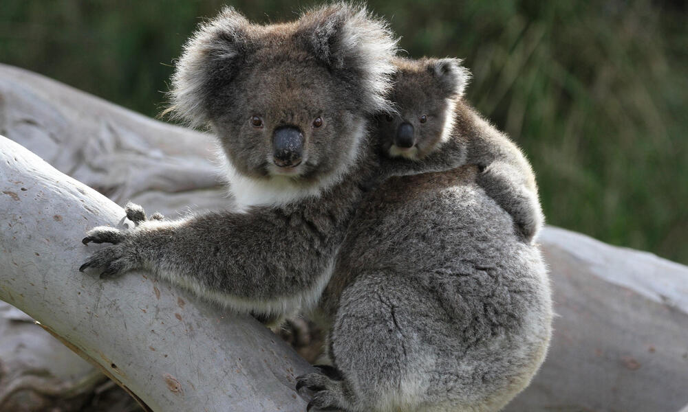 A mother koala and her joey