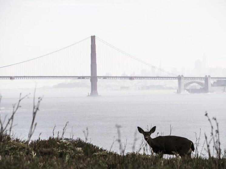 Doe in front of the Golden Gate Bridge, San Francisco, California USA.