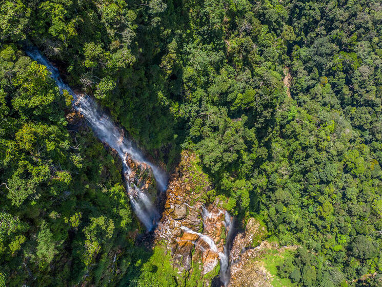 Aerial view of forest in Peru