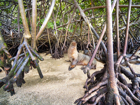 Galápagos sea lion (Zalophus wollebaeki) in the mangroves in Baronesa Bay, Floreana Island, Galapagos, Ecuador