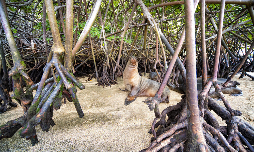Mighty Mangroves | Stories | WWF
