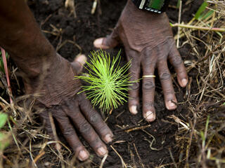 Hands planting a seedling