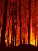 WWF Australia Fire Response Brochure